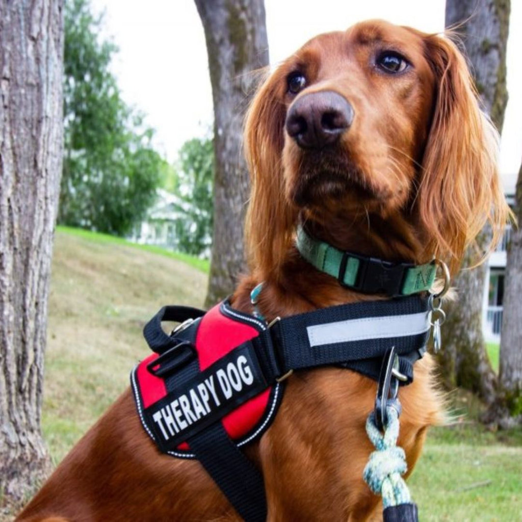 Pettorina per cani PawGuard Pro con sistema di guinzaglio regolabile