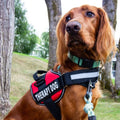 Pettorina per cani PawGuard Pro con sistema di guinzaglio regolabile