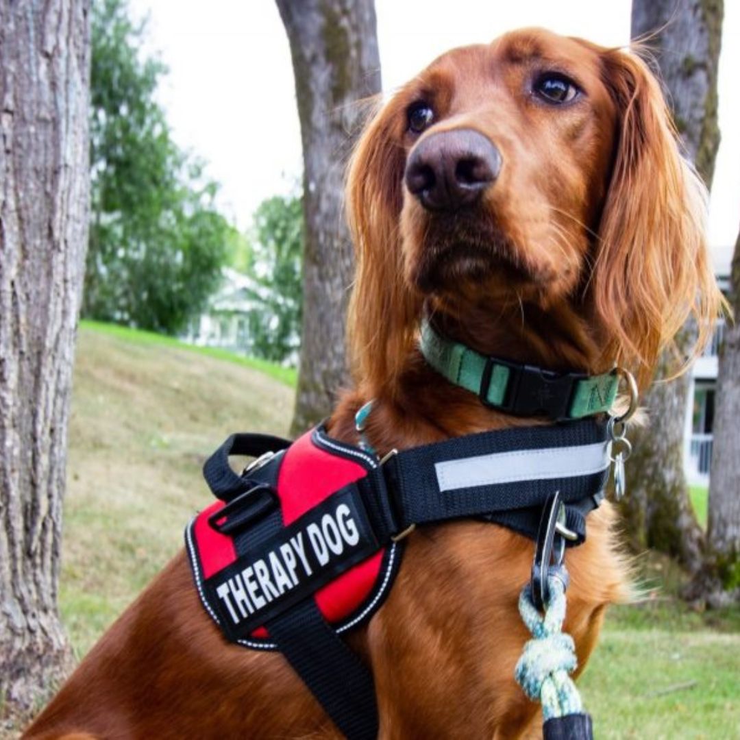 Pettorina per cani PawGuard Pro con sistema di guinzaglio regolabile