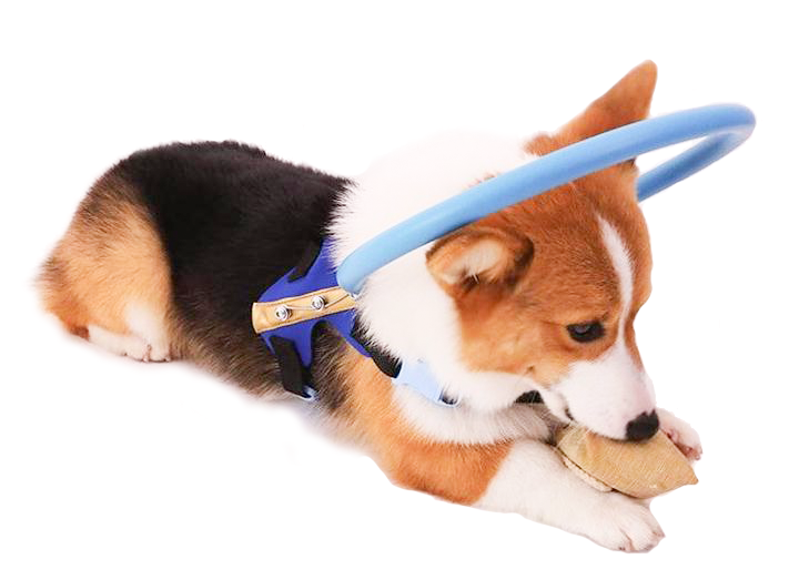 WandaPaws Führhalsband mit Stoßschutz für blinde Hunde, Größen von S bis L