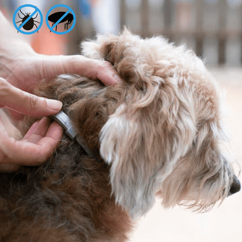 Collier répulsif anti-puces et anti-tiques pour chien, réglable et étanche, pour l’extérieur