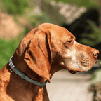 Collier répulsif anti-puces et anti-tiques pour chien, réglable et étanche, pour l’extérieur