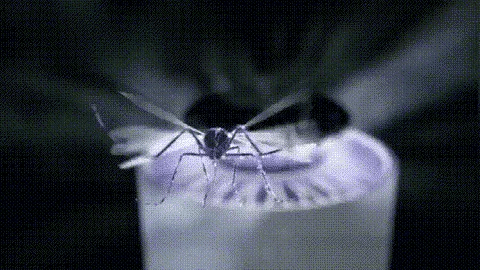 Piège à insectes lumineux UV AeroGuard pour la maison et la terrasse