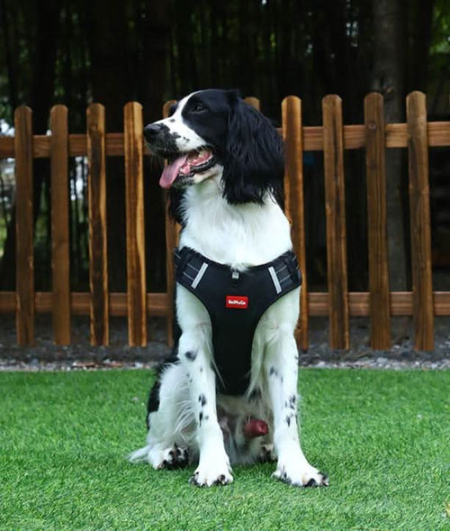 anti-pull dog harness for pain-free walks - Fioriscas