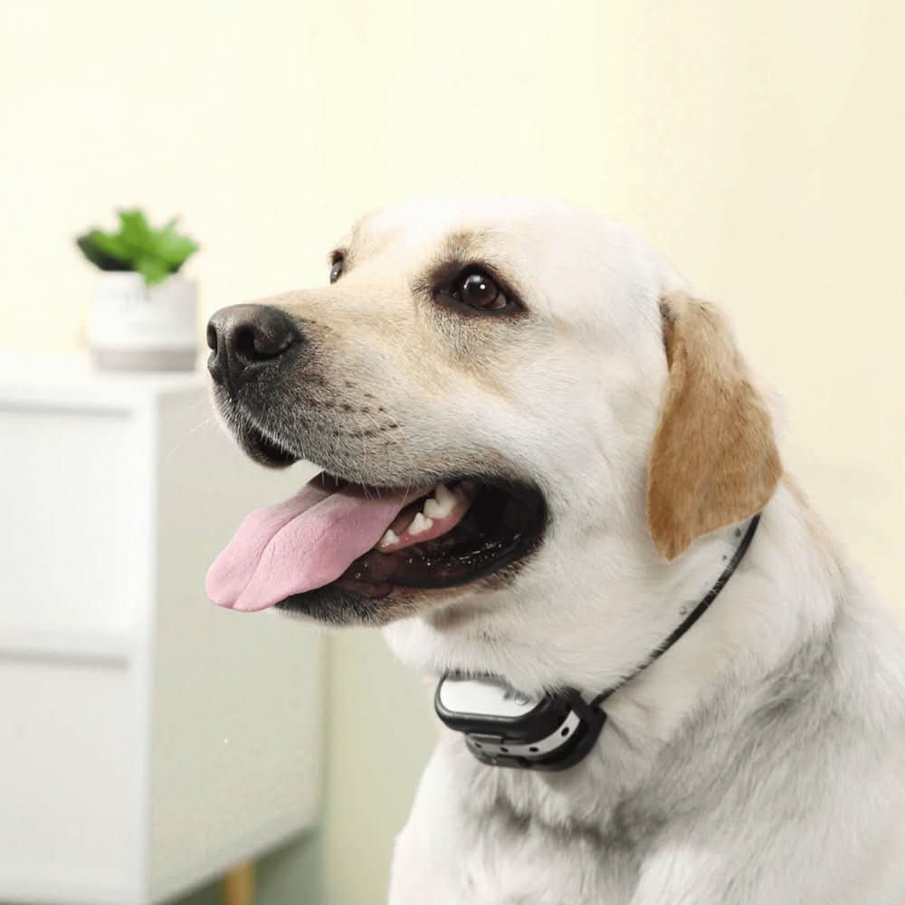 Kabelloses Hundezaund und Trainingshalsband-System - Fioriscas