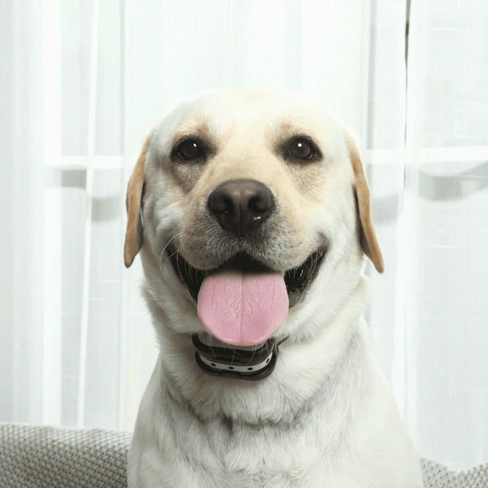 Kabelloses Hundezaund und Trainingshalsband-System - Fioriscas