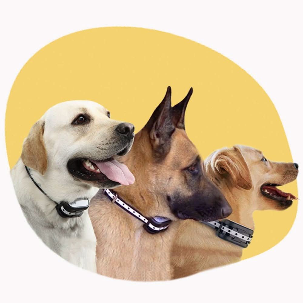 Kabelloses Hundezaund und Trainingshalsband-System - Fioriscas