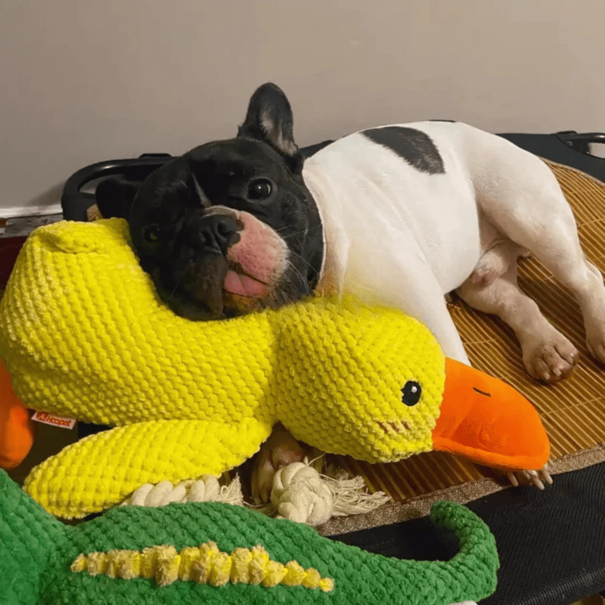 SnuggleBeak plüss játék - csipogós kutyajáték - Fioriscas