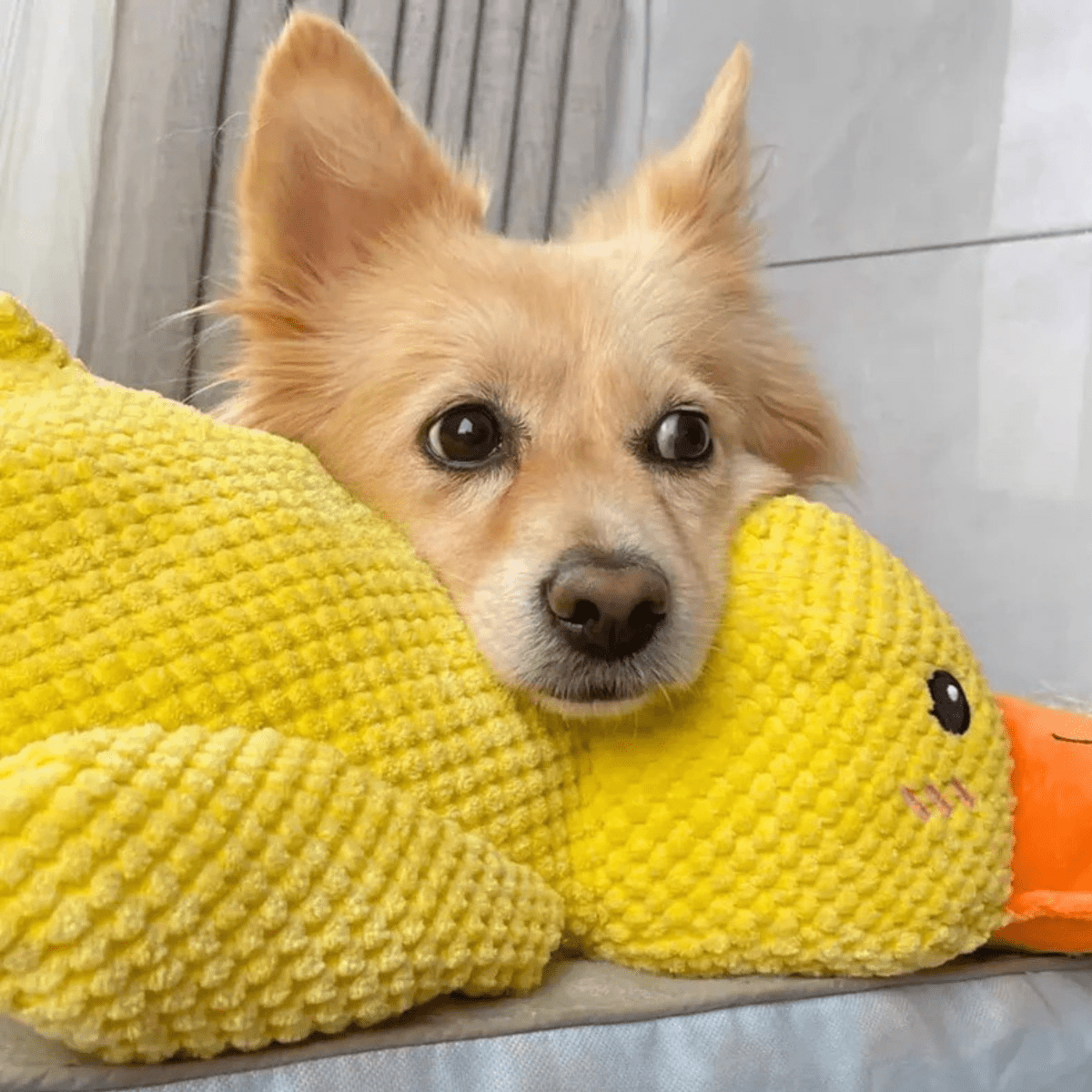 SnuggleBeak plüss játék - csipogós kutyajáték - Fioriscas
