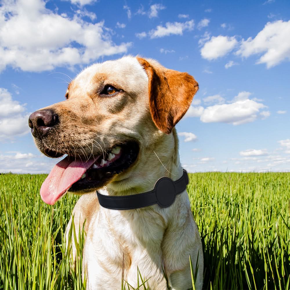 Collar para perro con soporte integrado para AirTag para seguridad y estilo - Fioriscas