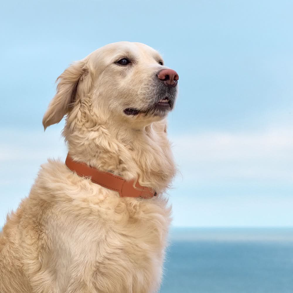 Collar para perro con soporte integrado para AirTag para seguridad y estilo - Fioriscas
