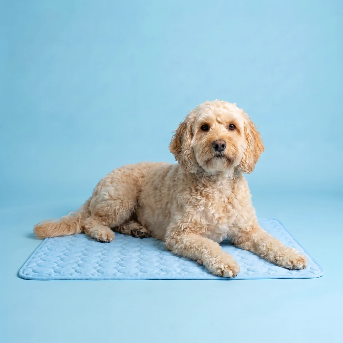 ChillDog Pressure Activated Self Cooling Pet Mat For Indoor Or Outdoor Use