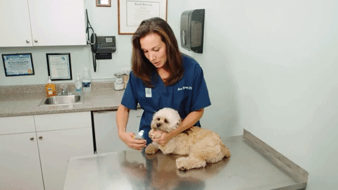 PawGuard Pro Nail Clippers for Dogs With Quick Sensor Detection