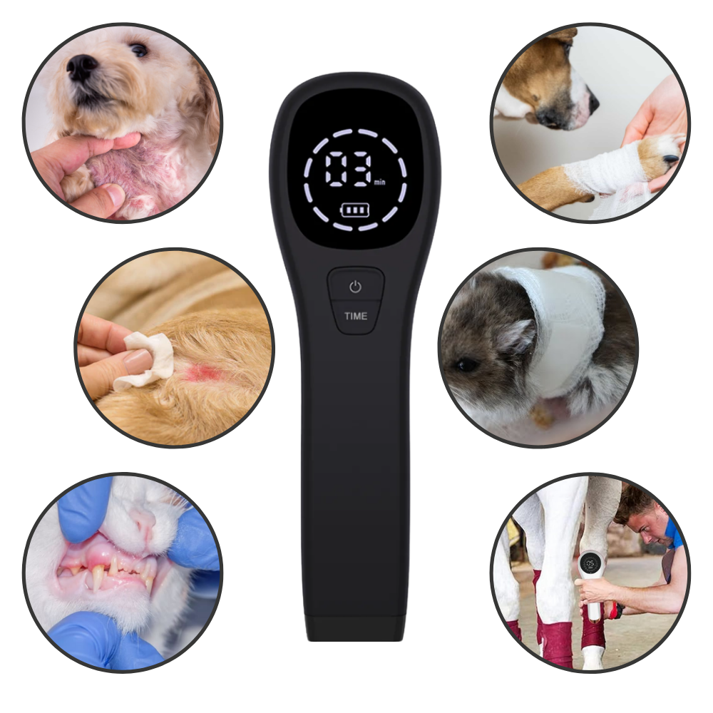 CanineLuma-Lasertherapie zur Unterstützung des Wohlbefindens und der Haut von Hunden