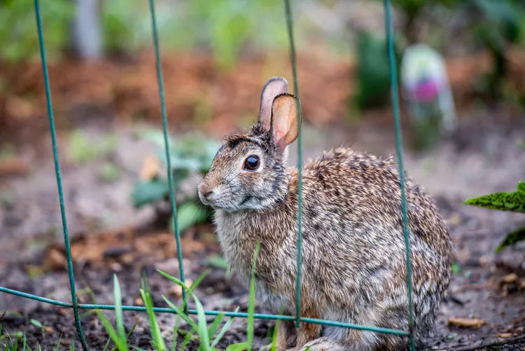 GardenGuard napelemes nyúlriasztó villogó fényű karókkal