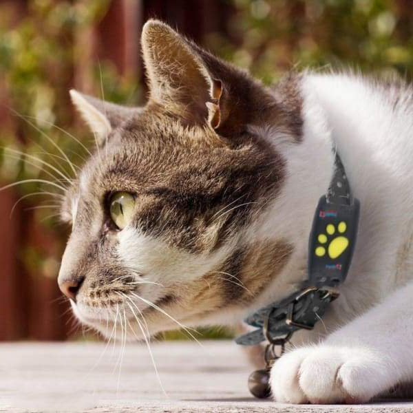 PawGuard GPS-kissaseurain mikrosirutunnisteella ja reaaliaikaisilla sijaintihälytyksillä
