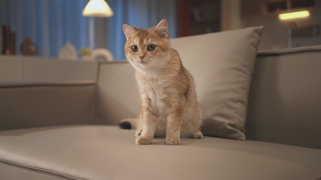 Vandfontæne i rustfrit stål til katte med lydløs pumpe og filter